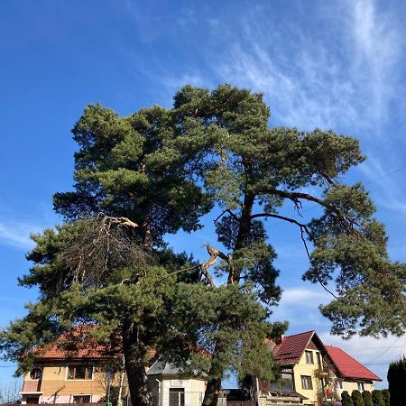 The Pines Boutique Villa Braşov Esterno foto