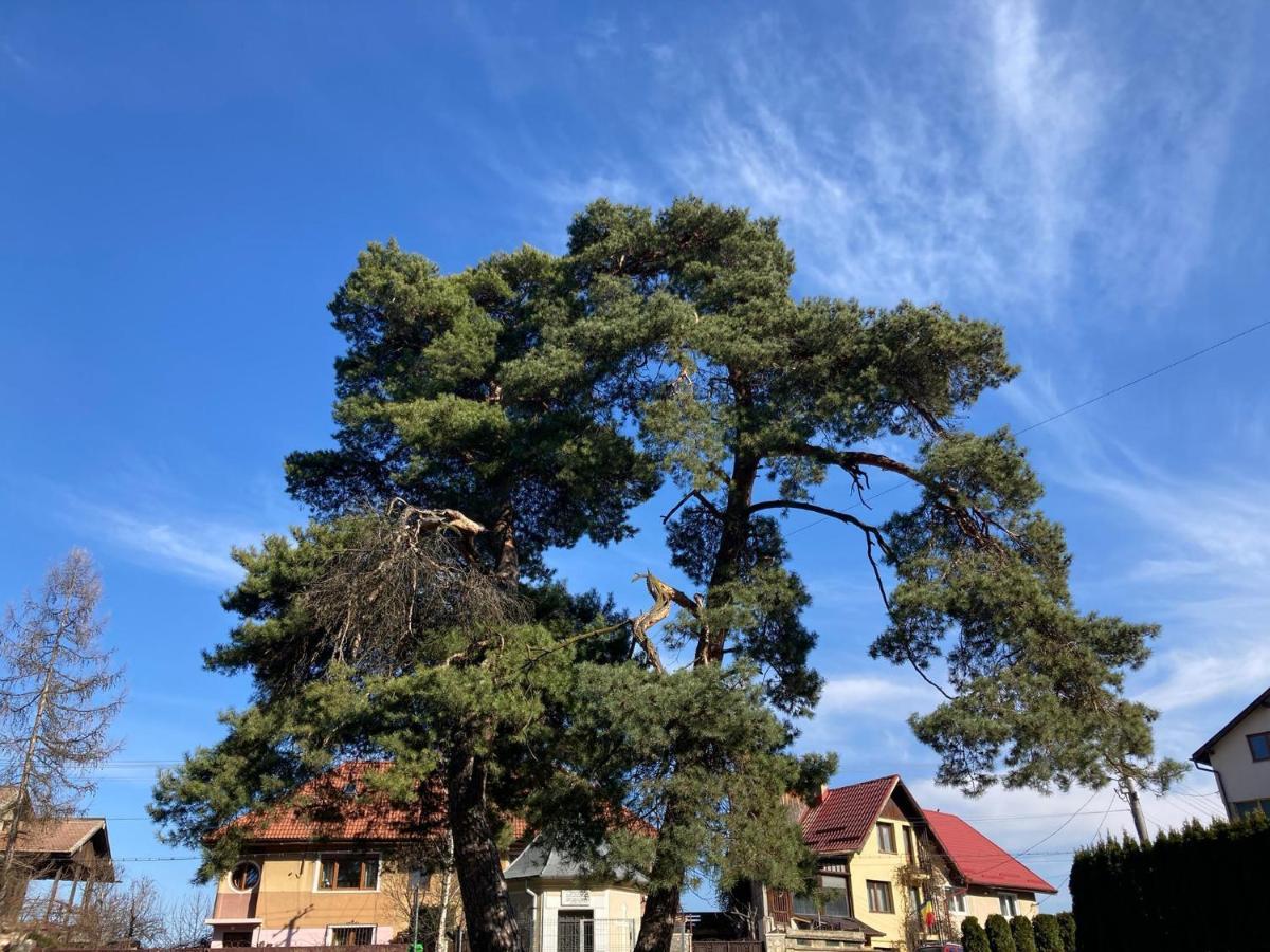 The Pines Boutique Villa Braşov Esterno foto