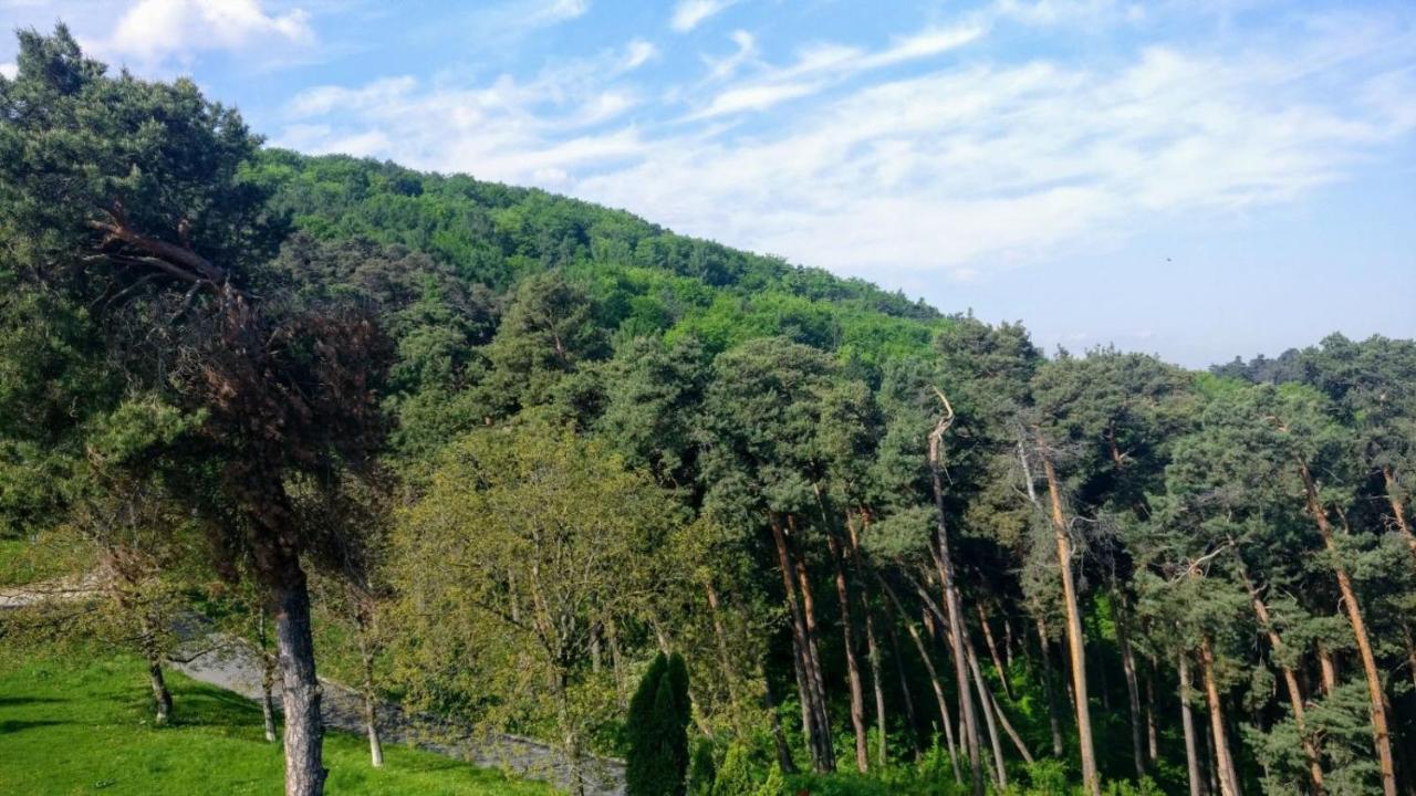 The Pines Boutique Villa Braşov Esterno foto